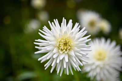 Close-up of white flowering plant