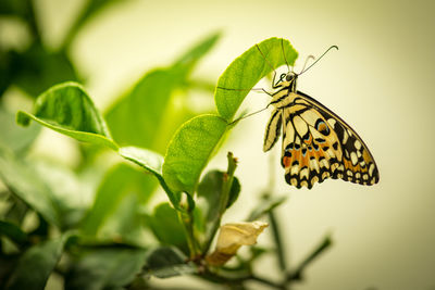 Close-up of butterfly on plant