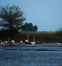 Birds on a lake