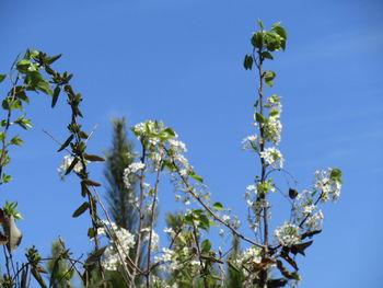 Low angle view of flower tree against clear blue sky