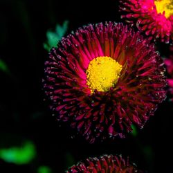 Close-up of fresh red flower blooming outdoors