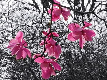 Close-up of pink flowers