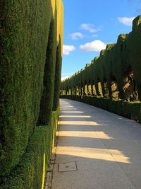 Road amidst plants and trees against sky