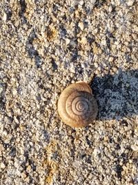 Close-up of snail on rock