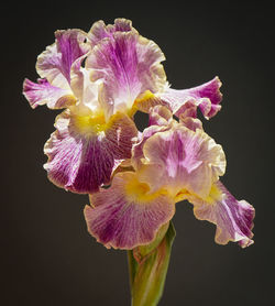 Close-up of purple flowering plant against black background