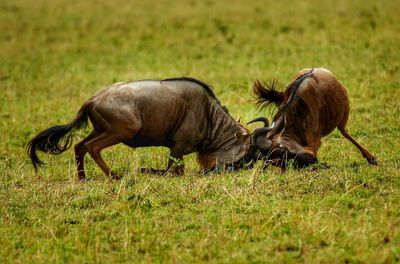 Side view of two horses on field