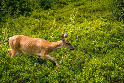 Side view of deer on field