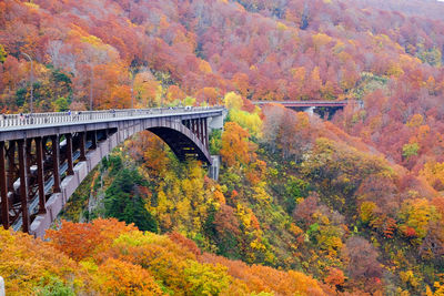 Bridge over forest during autumn