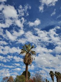 Low angle view of palm trees against sky