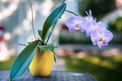 Close-up of purple orchids in vase on table