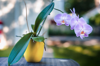Close-up of purple flowering plant