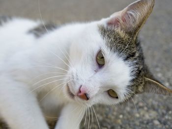 Close-up portrait of cat