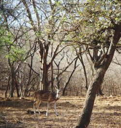 Deer standing in a forest