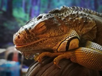 Close-up of lizard