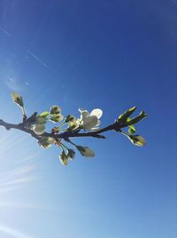 Low angle view of flowers