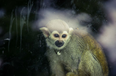 Portrait of squirrel monkey seen through window