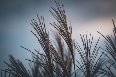 Close-up of plant against clear sky