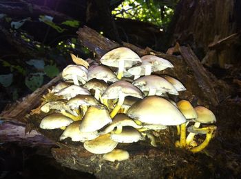 Close-up of mushrooms