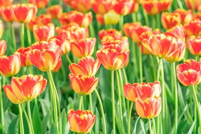 Blooming field of red and yellow tulips in the garden, floral background