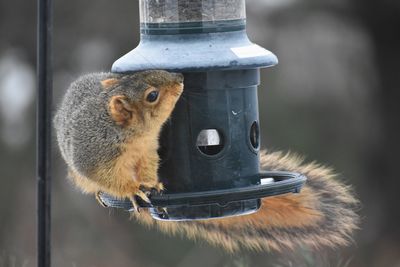 Close-up of squirrel on bird feeder