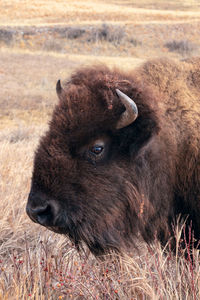 An american bison grazing in wind cave national park, south dakota.