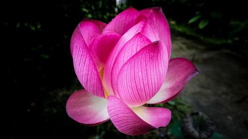 Close-up of pink flower blooming outdoors