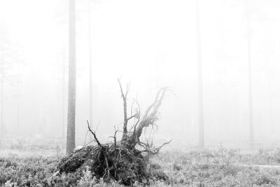 Bare trees in forest during foggy weather