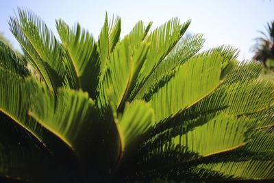 Close-up of fresh green plants against sky