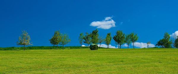 Trees on field against clear blue sky