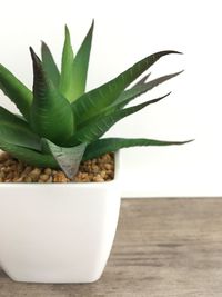 Indoor succulent plant