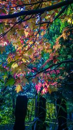 Low section of multi colored tree against sky