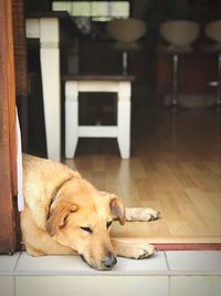 Close-up of dog relaxing at home