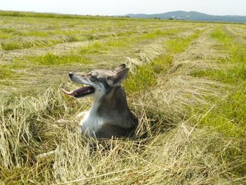 View of a dog on field