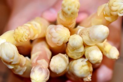 Close-up of asparagus 