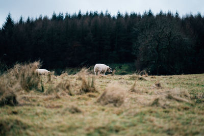 Sheep on landscape