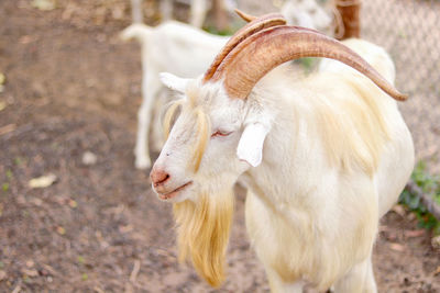 Close-up of a goat