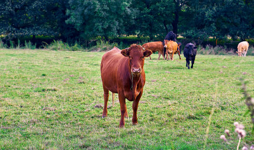 Horses in a field