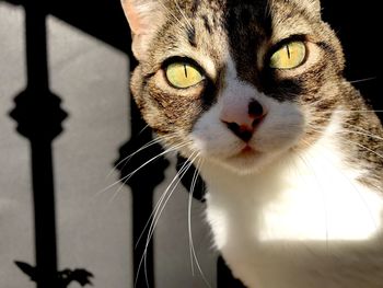 Close-up portrait of a cat with green eyes