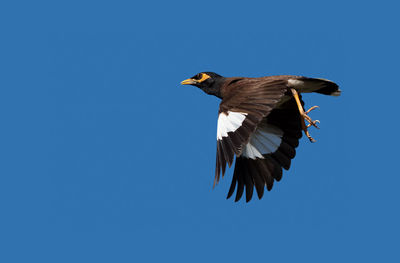 Low angle view of eagle flying against clear blue sky