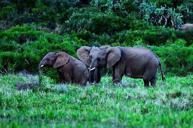 animal themes, grass, animals in the wild, wildlife, green color, field, grassy, two animals, nature, side view, animal family, tree, standing, togetherness, growth, full length, outdoors, plant, day