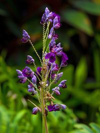 Close-up of purple flowers