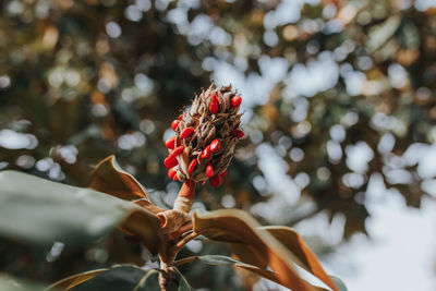 Close-up of flowers blooming outdoors