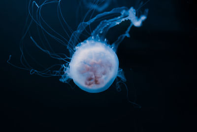 Close-up of jellyfish against blue background