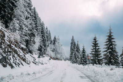 Snow covered road amidst trees against sky