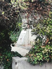 View of flowering plants in yard