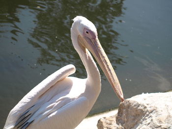 Swan swimming in lake