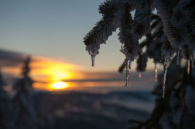 Close-up of frozen plants against sky during sunset