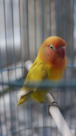 Close-up of bird perching in cage