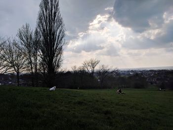 Scenic view of grassy field against sky