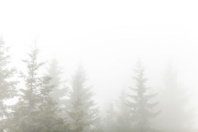 Low angle view of trees against sky during winter